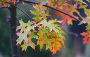 bomen geschikt voor in de tuin