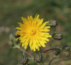 Stof op kunstbloemen