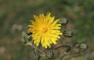 Stof op kunstbloemen