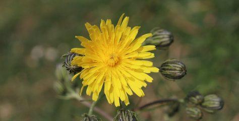 Stof op kunstbloemen